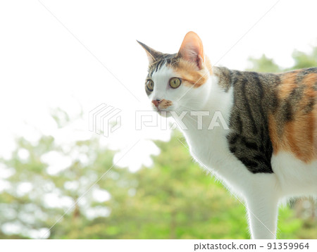 Kittens, protected cats, hybrids, mixes, cute cats 91359964