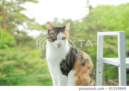 Kittens, protected cats, hybrids, mixes, cute cats 91359969