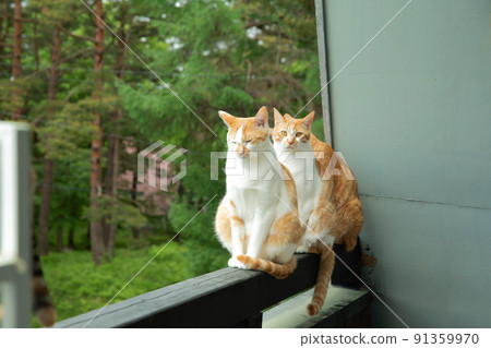 Kittens, protected cats, hybrids, mixes, cute cats 91359970