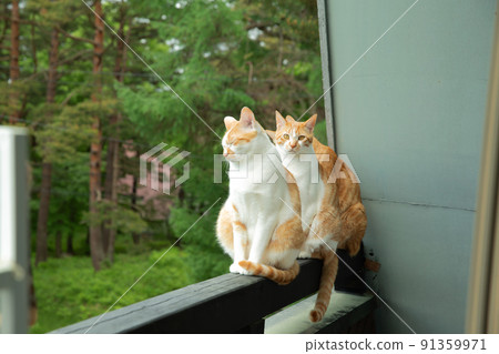 Kittens, protected cats, hybrids, mixes, cute cats 91359971
