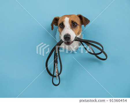 The head of a Jack Russell Terrier dog sticks out through a hole in a paper blue background with a leash in his teeth. The head of a Jack Russell Terrier dog sticks out through a hole in a paper blue background with a leash in his teeth. 91360454