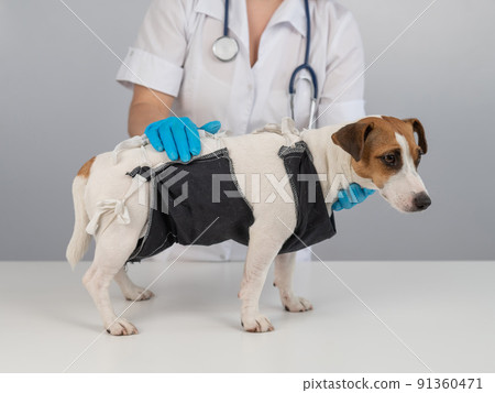 A doctor puts a blanket on a Jack Russell Terrier dog after a surgical operation. A doctor puts a blanket on a Jack Russell Terrier dog after a surgical operation. 91360471