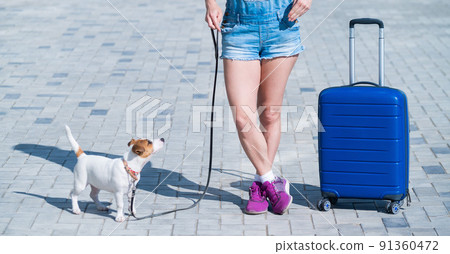 A faceless woman in shorts and sneakers is walking with luggage in hands and a puppy Jack Russell Terrier on a leash. Female legs, blue suitcase on wheels and a dog on the sidewalk. Travel with a pet. 91360472