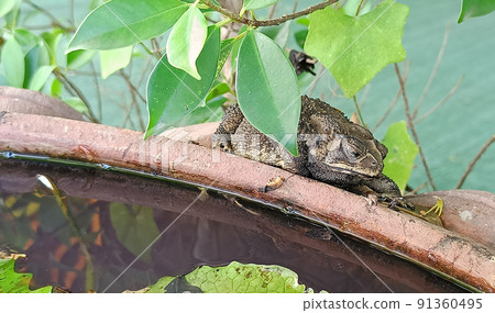 The toad behind the green leaf on the pond The toad behind the green leaf on the pond 91360495