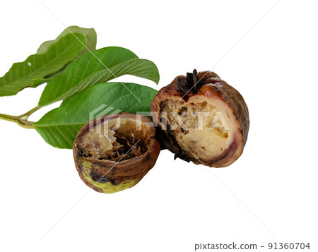 Rotten fruit guava, cut in half, on a white background. Rotten fruit guava, cut in half, on a white background. 91360704
