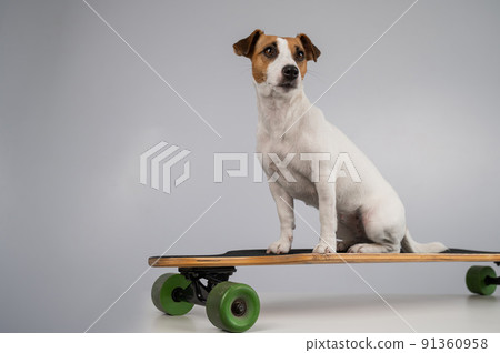 Dog jack russell terrier posing on a longboard in front of a white background. Dog jack russell terrier posing on a longboard in front of a white background. 91360958