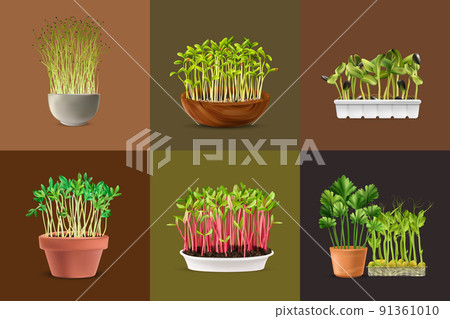 Healthy Nutrition Microgreens Square Set 91361010