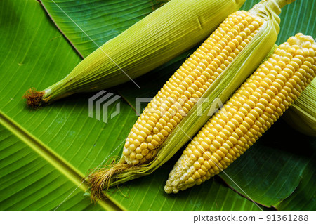 Cobs of ripe raw corn lay on a green banana leaf. 91361288