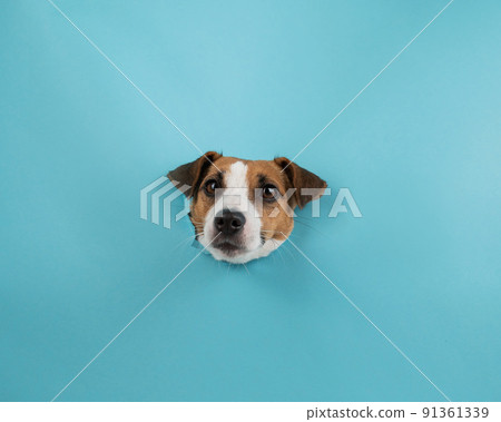 Funny dog muzzle from a hole in a paper blue background. Funny dog muzzle from a hole in a paper blue background. 91361339