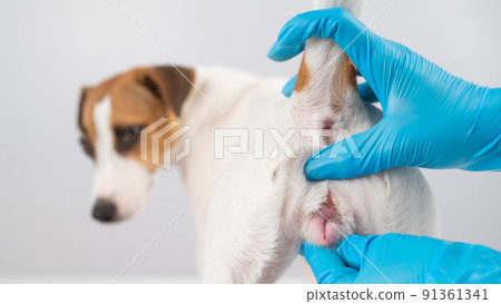 Veterinarian doing an examination of the genitals of a female dog Jack Russell Terrier.  91361341