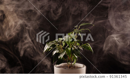 Smoke on a ficus in a pot on a black background. Smoke on a ficus in a pot on a black background. 91361345