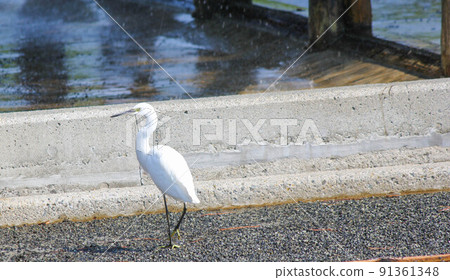 赤穗海濱公園的蒼鷺“鹽地” 赤穗海濱公園的蒼鷺“鹽地” 91361348