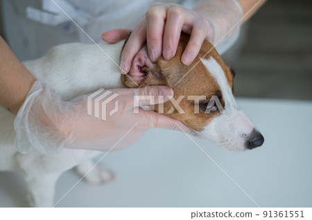 The veterinarian examines the dog's ears. Jack Russell Terrier Ear Allergy. 91361551
