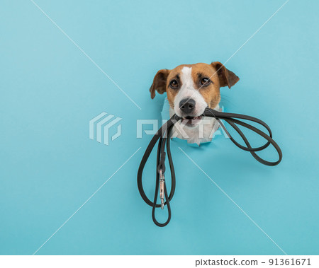 The head of a Jack Russell Terrier dog sticks out through a hole in a paper blue background with a leash in his teeth. The head of a Jack Russell Terrier dog sticks out through a hole in a paper blue background with a leash in his teeth. 91361671