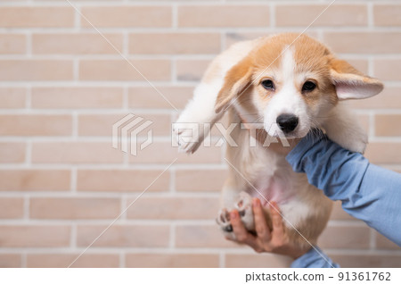 A woman holds a welsh corgi puppy against a brick wall. 91361762