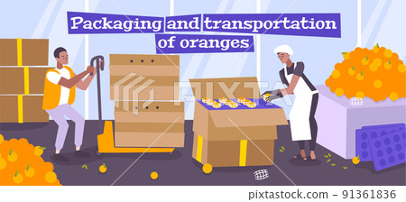 Packaging And Transportation Of Oranges 91361836