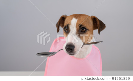 Jack Russell Terrier dog in a pink bib holding a spoon in his mouth.  91361839