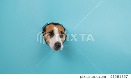 Funny dog muzzle from a hole in a paper blue background. Copy space. Funny dog muzzle from a hole in a paper blue background. Copy space. 91361867