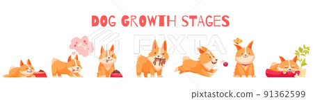 Dog Growth Stages Composition Dog Growth Stages Composition 91362599