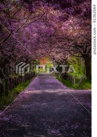 雙櫻花 91362664