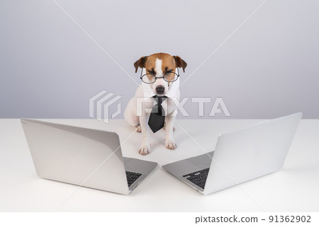 Jack Russell Terrier dog in glasses and a tie sits between two laptops on a white background. 91362902