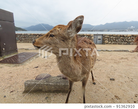 A deer A deer 91362910