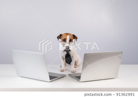 Jack Russell Terrier dog in glasses and a tie sits between two laptops on a white background. Jack Russell Terrier dog in glasses and a tie sits between two laptops on a white background. 91362991