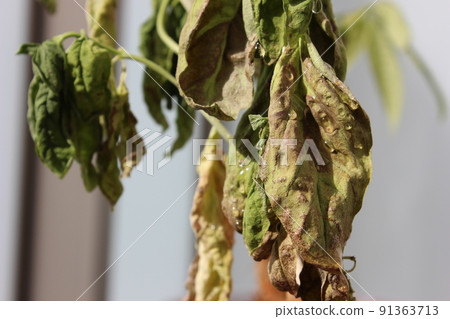 Withered basil 91363713