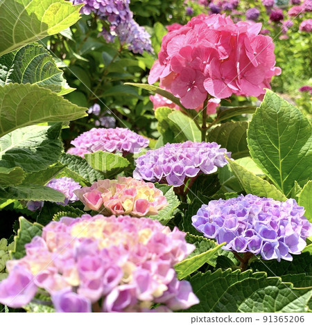 Hydrangea in full bloom [Katahara Onsen Hydrangea Village/Gamagori City, Aichi Prefecture] 91365206