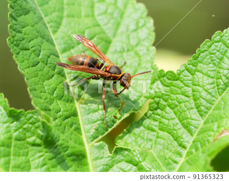 Kiboshi Asinagi Bachi 91365323