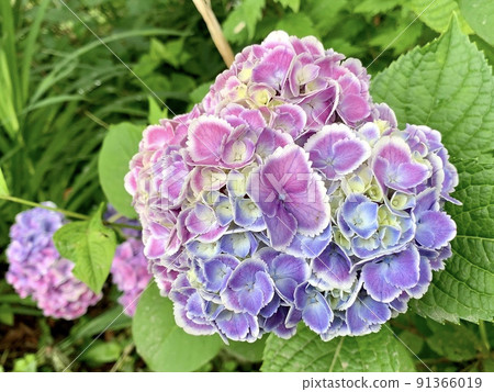 花瓣五彩繽紛的單株繡球花【乙川河床/愛知縣岡崎市】 花瓣五彩繽紛的單株繡球花【乙川河床/愛知縣岡崎市】 91366019