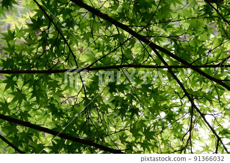 平安神宮藍楓 91366032