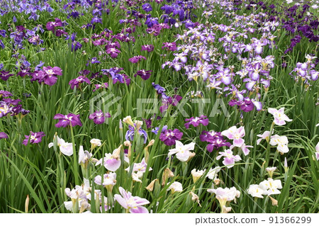 Iris Iris 91366299