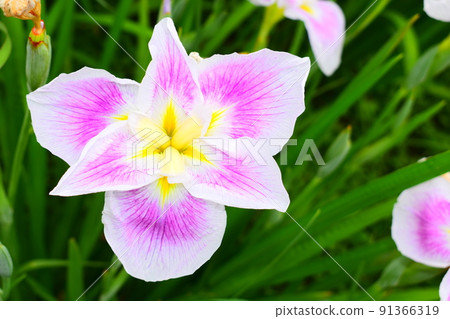 虹膜 虹膜 91366319