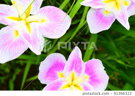 Iris Iris 91366322