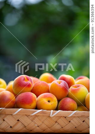 Minami Takane李子 91366394