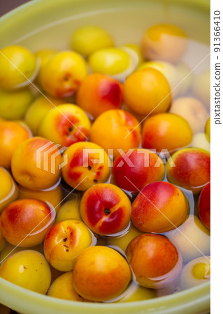 Minami Takane plum Minami Takane plum 91366410