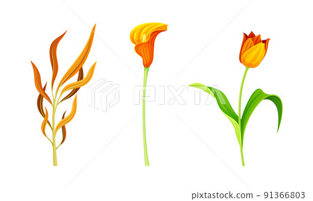Beautiful Orange Flowers and Blossom on Stem Vector Set Beautiful Orange Flowers and Blossom on Stem Vector Set 91366803