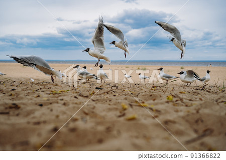 flock of sea gulls flying fighting for food on beach by the sea flock of sea gulls flying fighting for food on beach by the sea 91366822