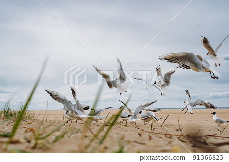 flock of sea gulls flying fighting for food on beach by the sea flock of sea gulls flying fighting for food on beach by the sea 91366823