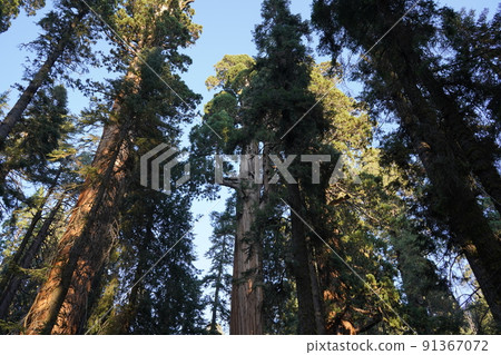 Sequoia National Park, California Sequoia Tree Sequoia National Park, California Sequoia Tree 91367072