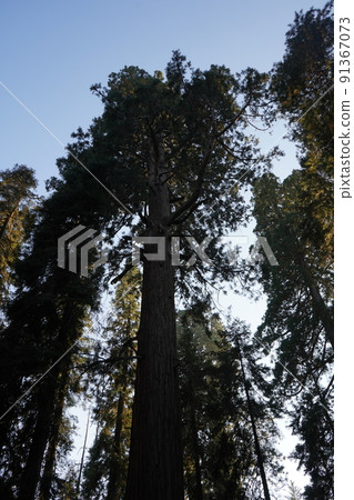 Looking up at the Sequoia tree in Sequoia National Park, California Looking up at the Sequoia tree in Sequoia National Park, California 91367073