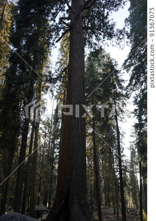 Sequoia National Park Sequoia Tree Sequoia National Park Sequoia Tree 91367075