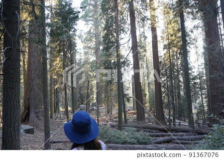 On the trail in Sequoia National Park, California On the trail in Sequoia National Park, California 91367076