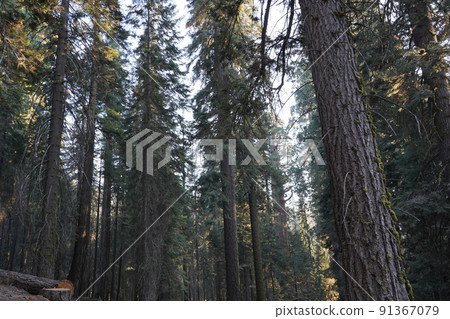 Sequoia National Park, California Giant Sequoia Tree Sequoia National Park, California Giant Sequoia Tree 91367079