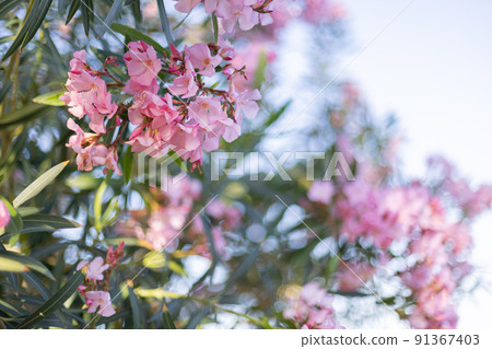 Pink tropical flowers on a blue sky background. Natural background. Blurred. Pink tropical flowers on a blue sky background. Natural background. Blurred. 91367403