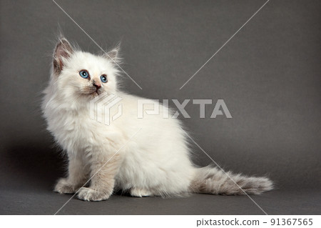 Cute fluffy kitten against gray background. Space for text 91367565