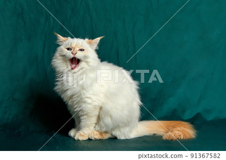 Gaping cat close-up. A cat with an open mouth in the process of yawning on green background 91367582