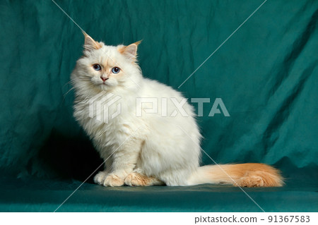 Banner with pretty white cat with blue eyes and long mustache. Close up portrait of kitten isolated on beautiful green background. Domestic animals. Funny pets. Copy space for text 91367583