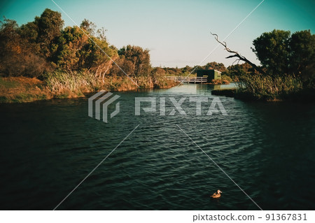 Beautiful calm lake in Bunbury, West Australia 91367831